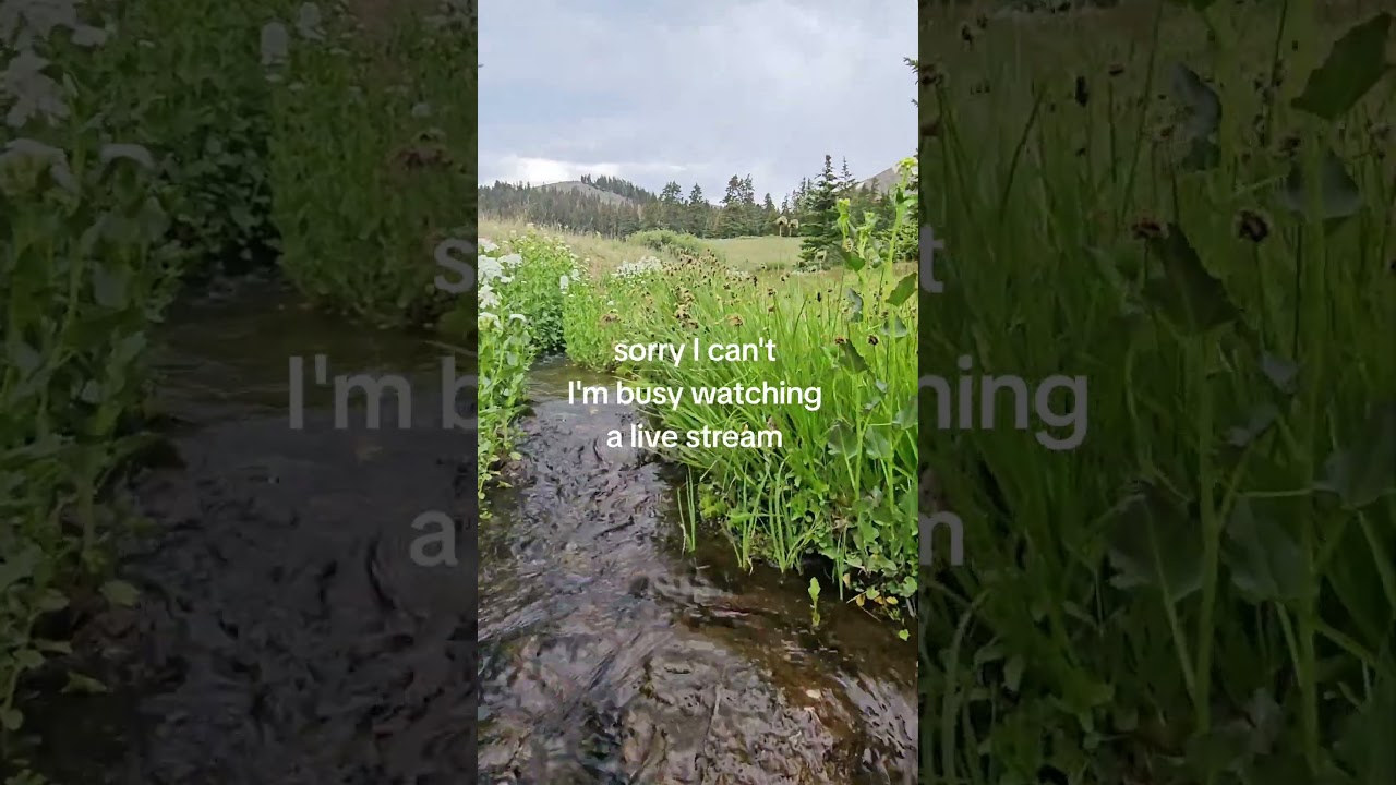the best type of live stream #outdoors #adventuretravel #nature #stream