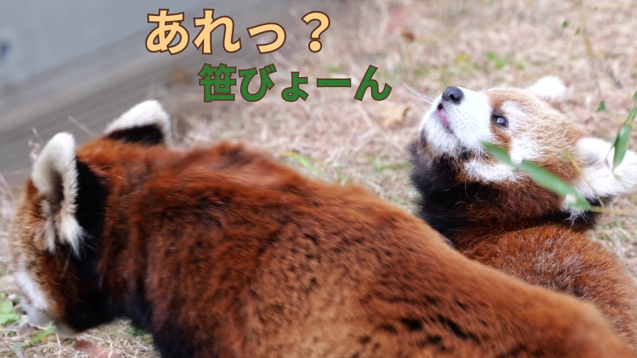 笹がびょーん…！うまく掴めないミロくんの挑戦🐼🌿
