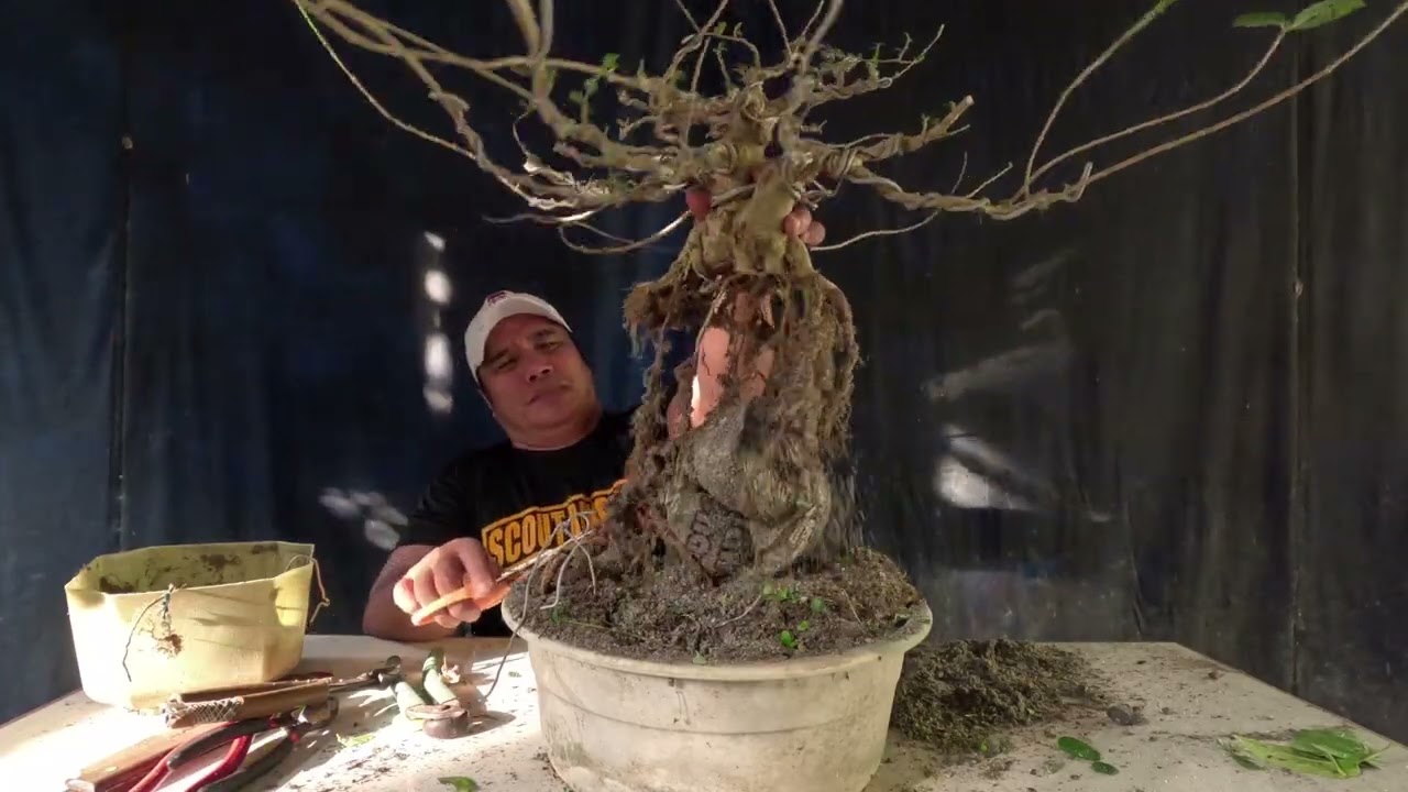 I UPROOT DAHIL MAHINA ANG PUNO. GANITO DAPAT ANG GAWIN MO PARA LUMAKAS ULIT.
