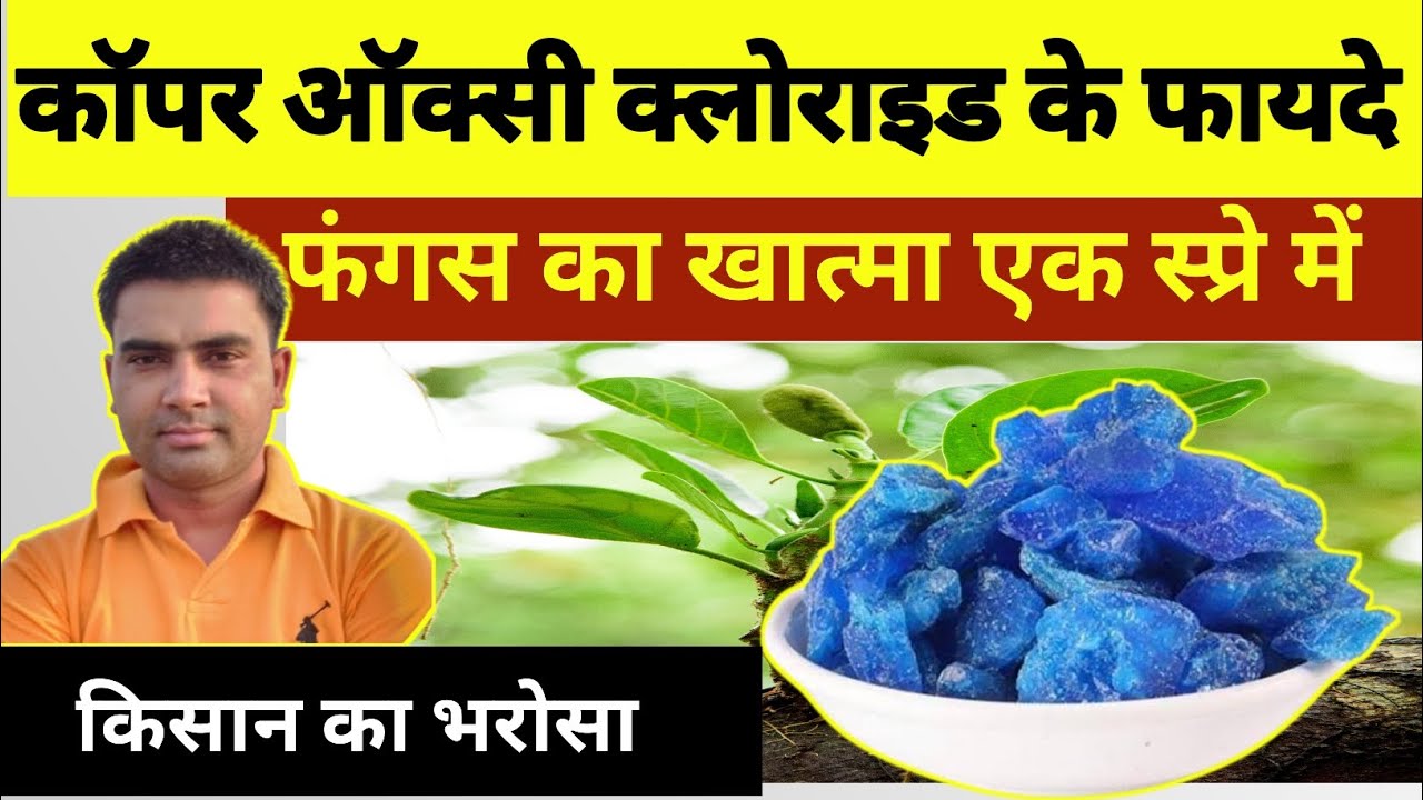 Copper oxy chloride fungicide 50% + kasugamycin antibiotic 5% ।। top fungicide of cane + cotton ।।