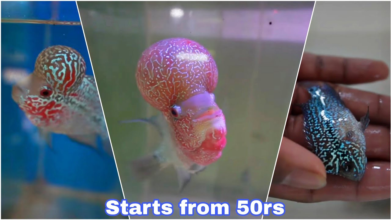 Super red dragon flowerhorns for affordable price | chennai