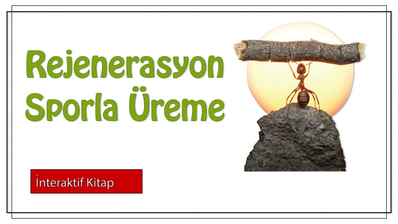 Rejenerasyon / Sporla Üreme #sayfa120