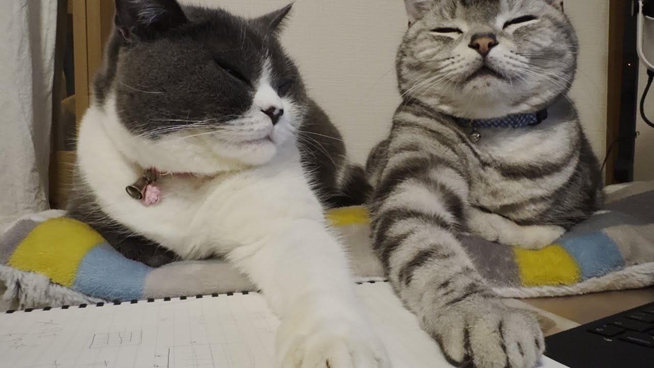 【速報】深夜０時、友好条約の調印式なう