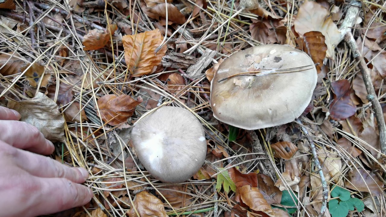 Clitocybe nebularis. Apreciada y muy indigesta... ¿Como es posible?