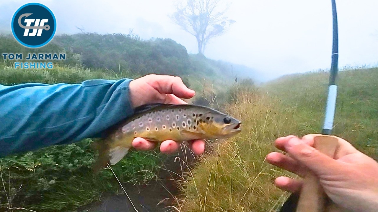 This Tiny Creek Was Loaded With Fish!