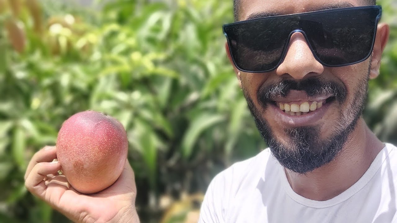 4 أصناف مانجو أجنبية | الكينت | الباز أو الباظ | أوستين | كريمسون برايد 🥭