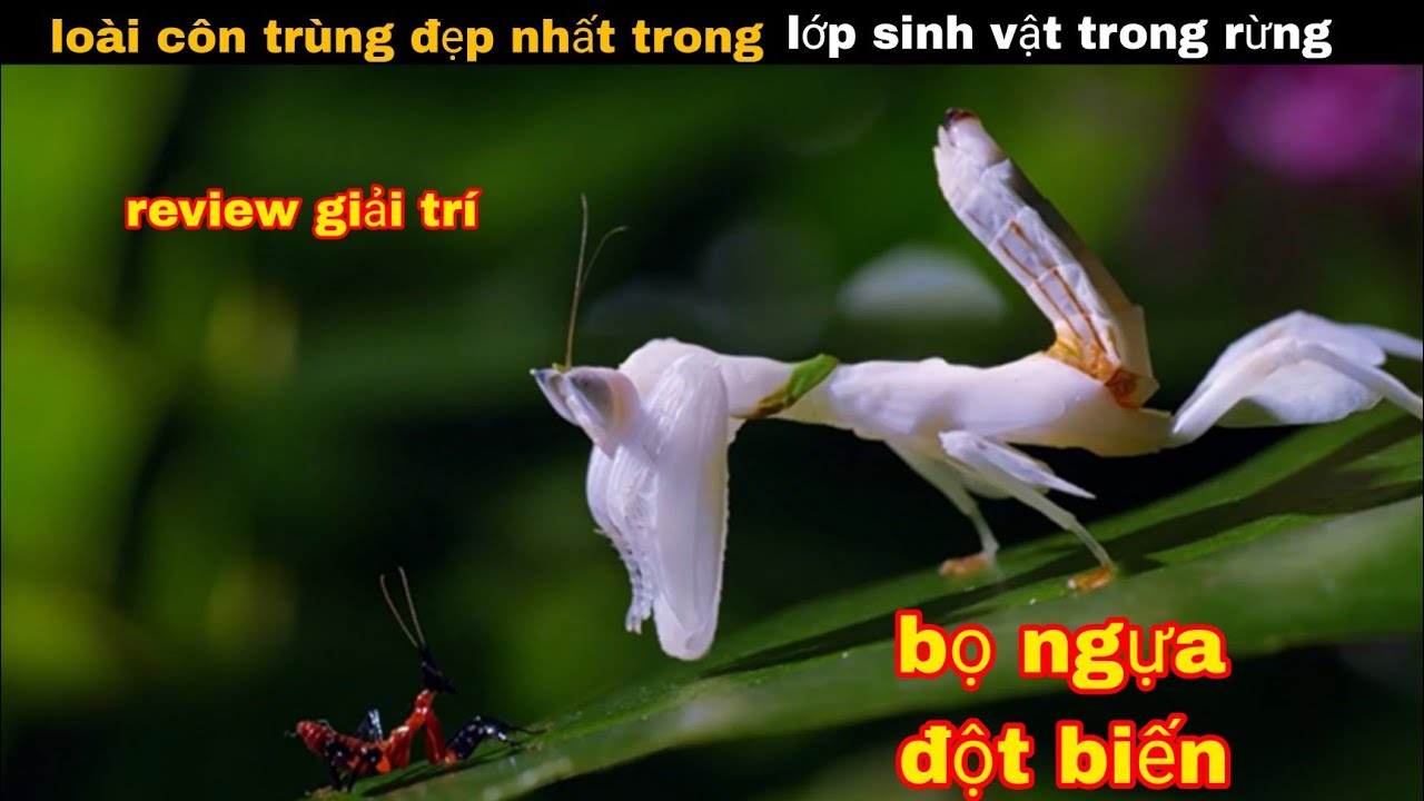 khám phá lớp sinh vật kì dị sinh sống ở trong rừng || review giải trí