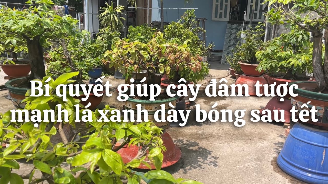 Bí quyết giúp cây mai đâm tược mạnh lá xanh dày bóng sau tết // 28-1 âl 