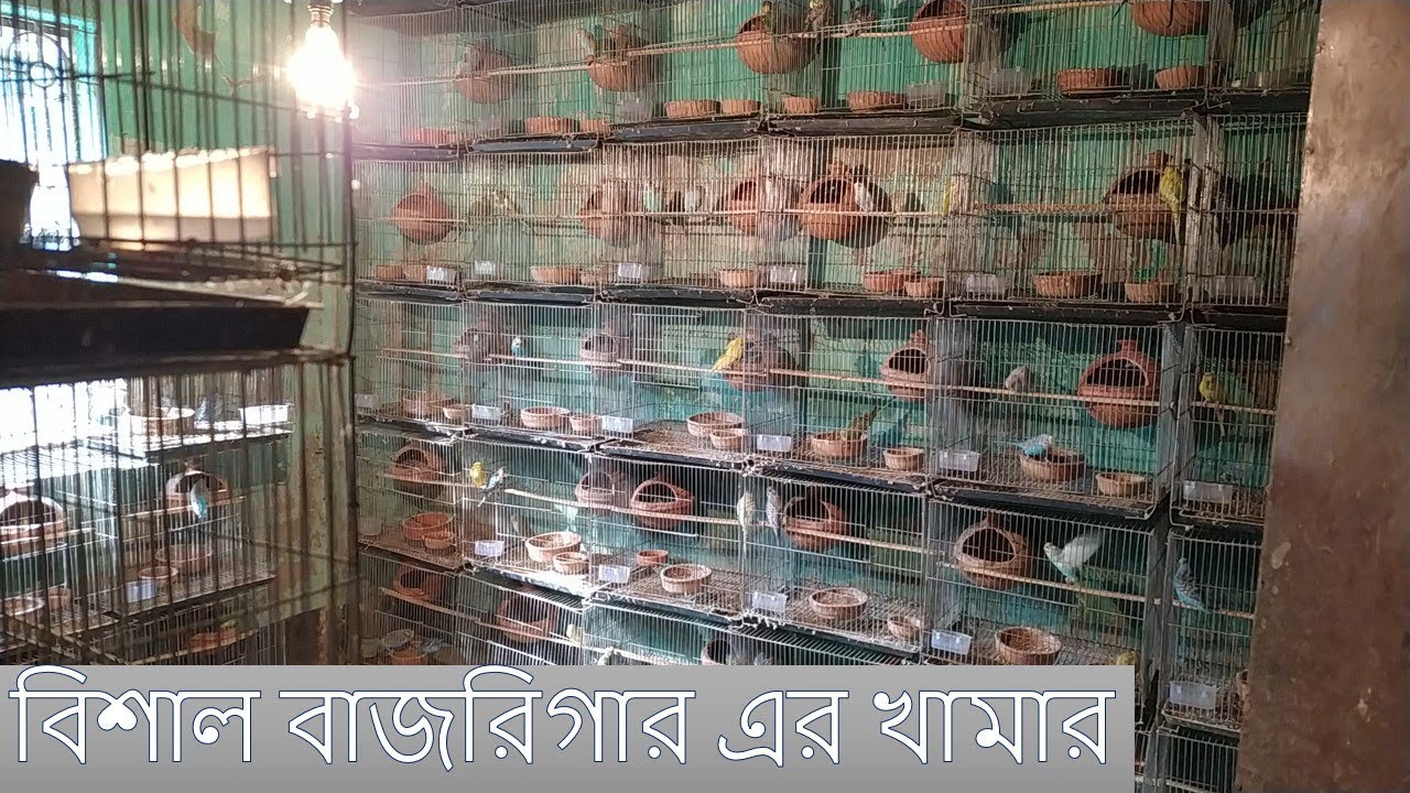 ৫০০ জোড়া বাজরিগার পাখির খামার  সেটআপ সহ । বাজরগিার এর খামার করে কত আয় ?
