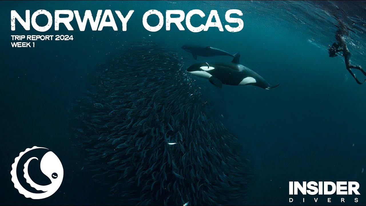 Norway Orcas Expedition - 2024 week 1