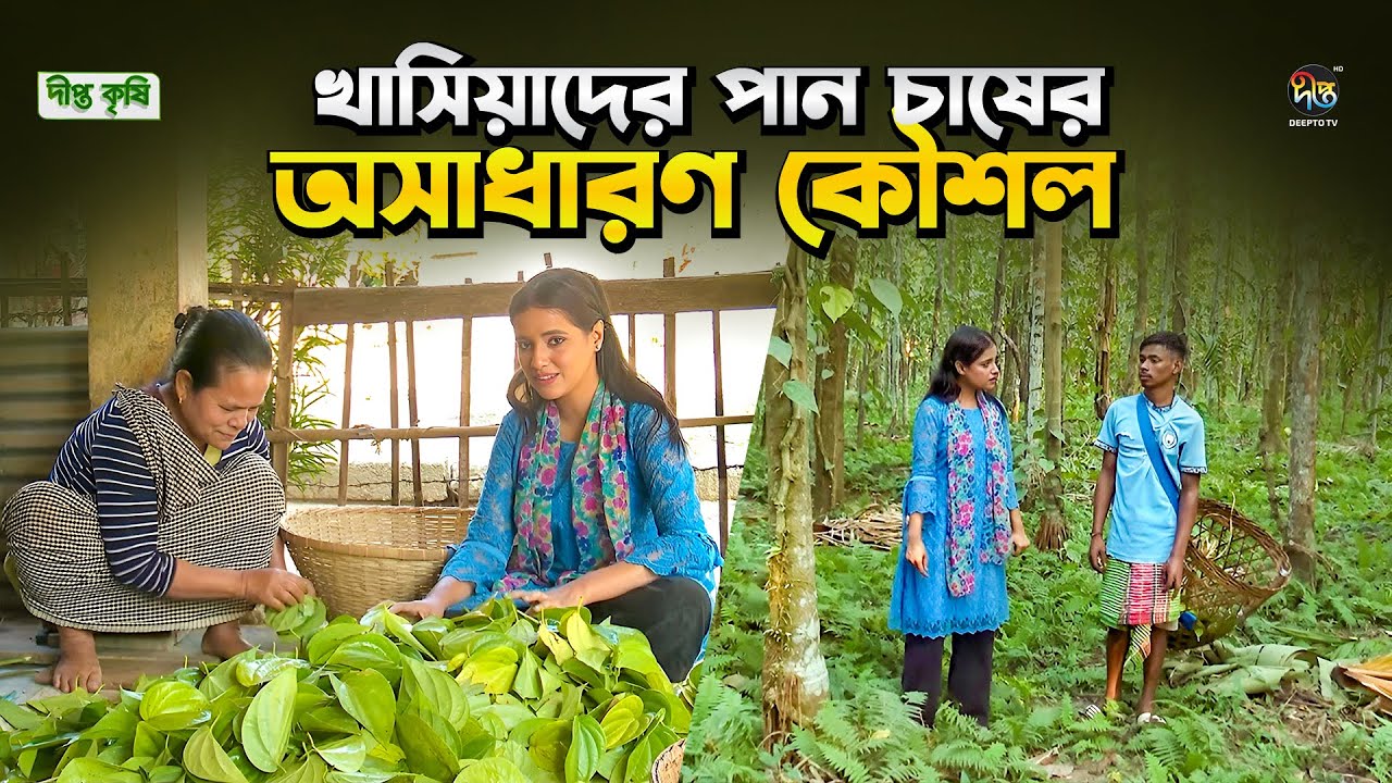 Deepto Krishi l খাসিয়াদের পান চাষের অসাধারণ কৌশল জানলে আপনি অবাক হবেন l EP1793 l Betel leaf farming
