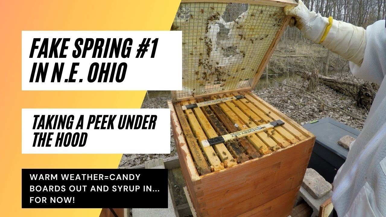 Fake Spring #1 in N.E. For Bees