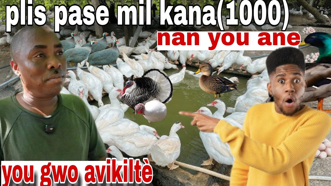 Avèk 4 kana sèlman nan 1ane li gen plis pase mil kana(1000) tande gwosè avantantaj ki genyen 