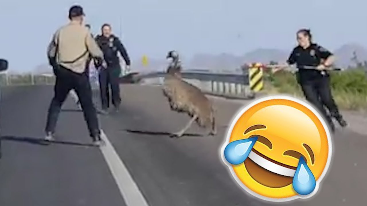 Cops Fail To Stop CRAZY Emu On The Highway | Whats Trending Now!