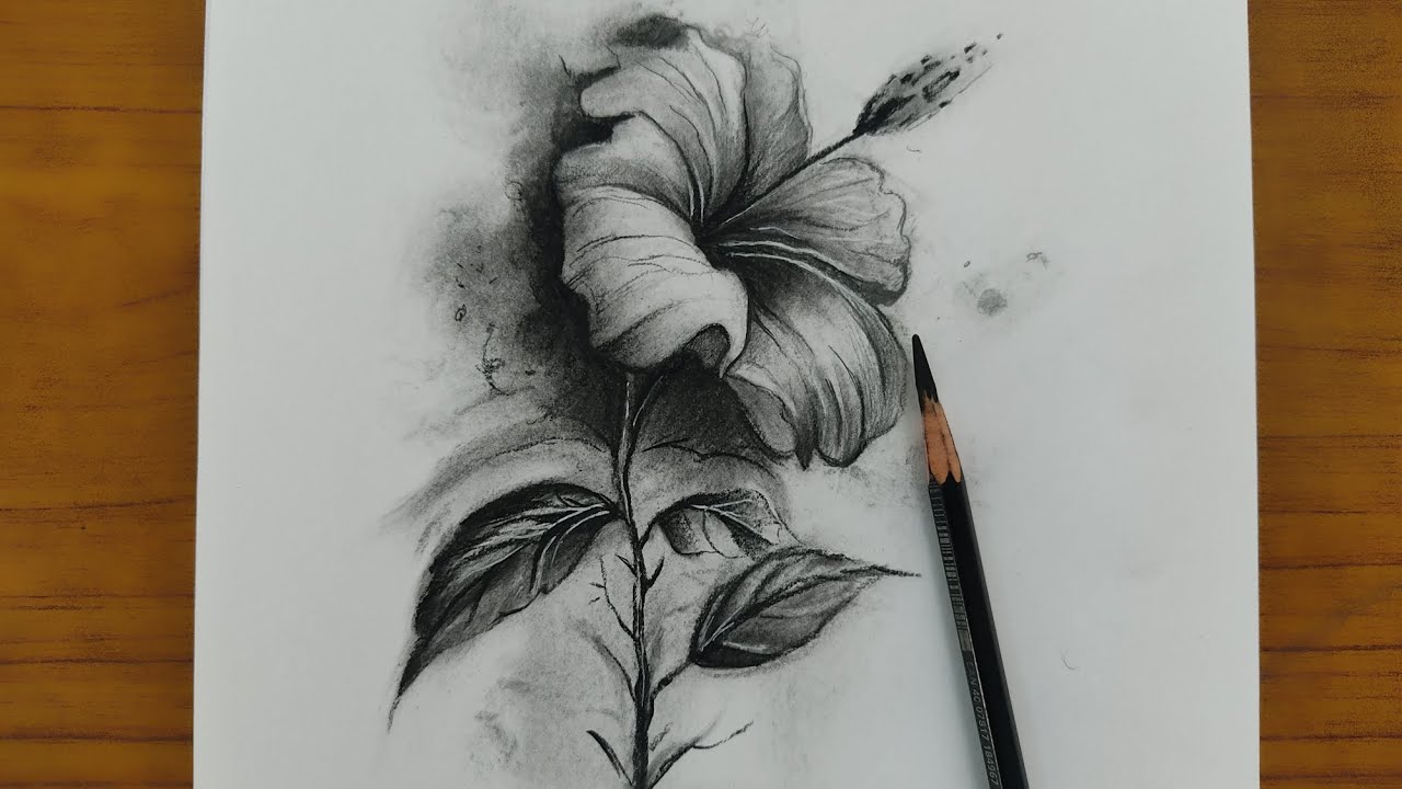 How to draw a Hibiscus (China Rose) 🌺 | Charcoal flower drawing | Step by step tutorial | Sketching