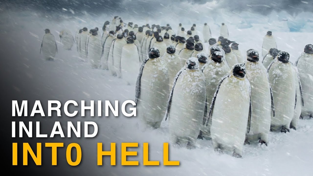 Why Penguins Choose to Freeze Into Antarctica’s Deadliest Winter#AnimalXploreEnglish