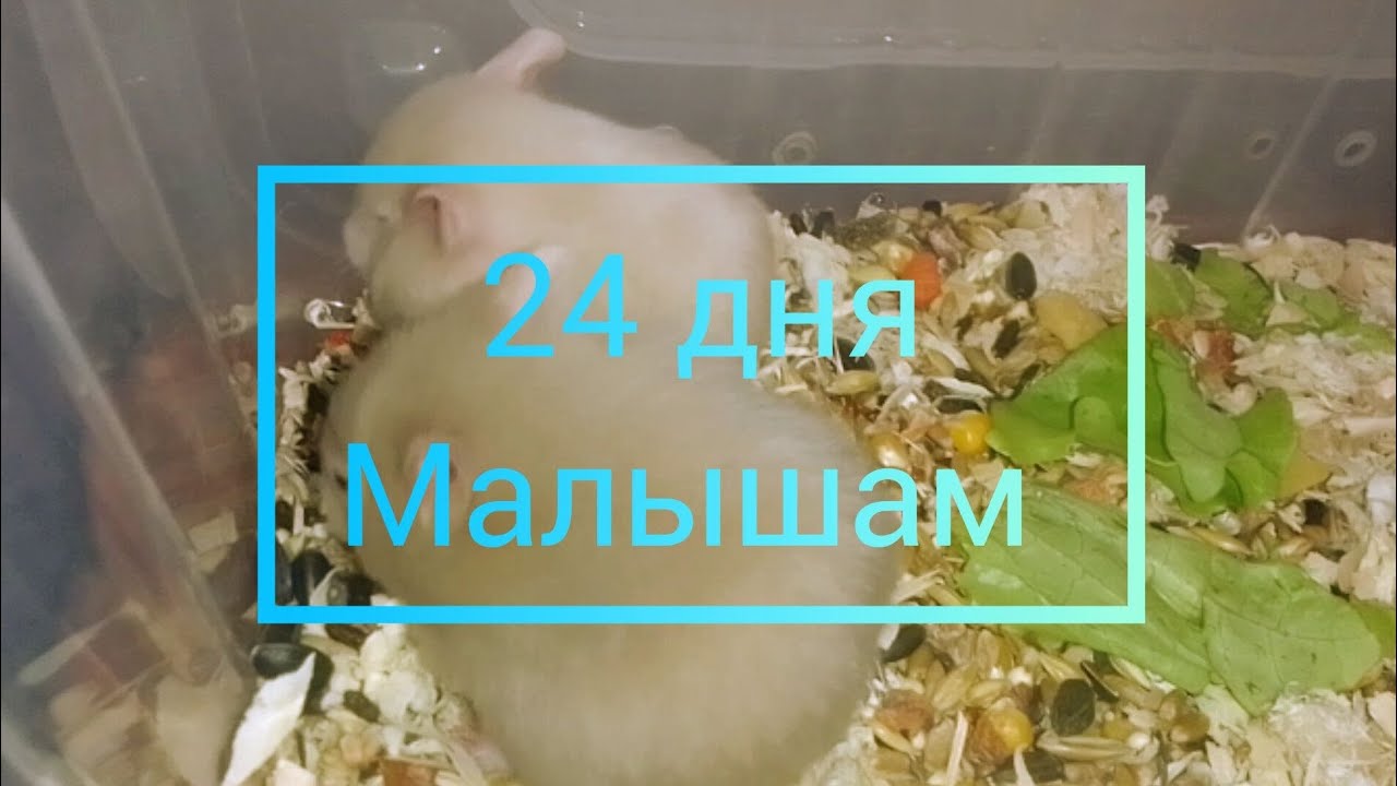 Малышам хомячкам 24 дня.