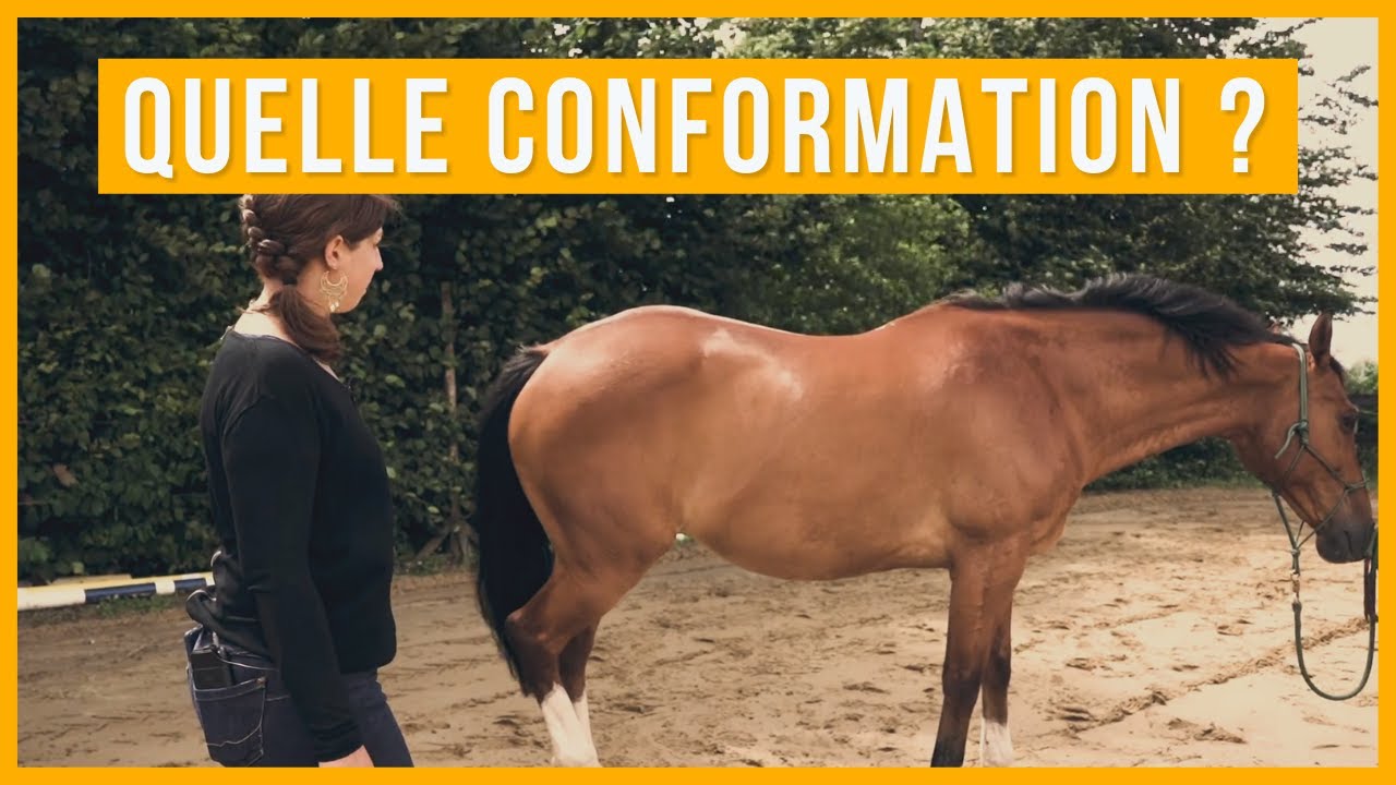 Analyse de la conformation d'un cheval de loisir