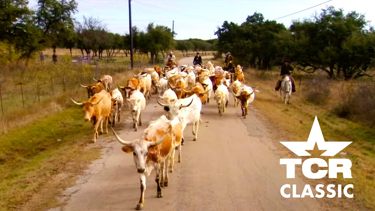 Перегон скота (Texas Country Reporter)