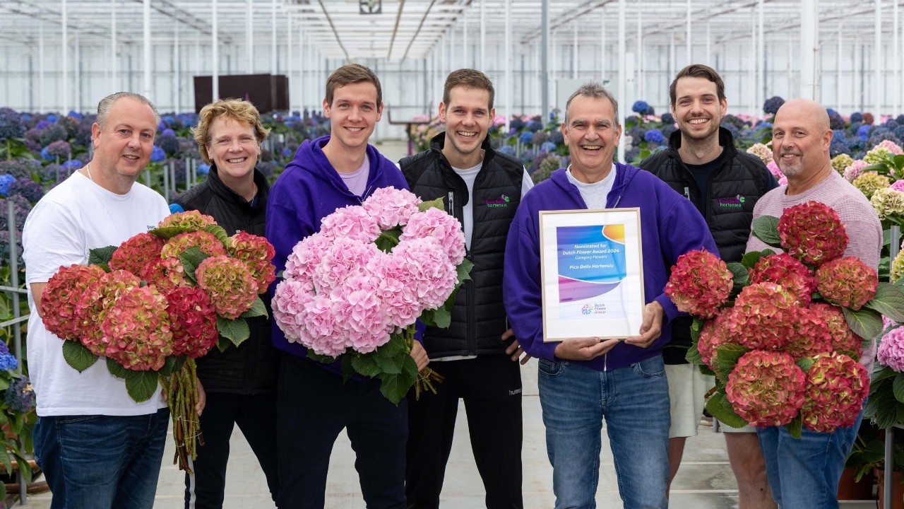 Dutch Flower Awards 2024 - genomineerde Pico Bello Hortensia