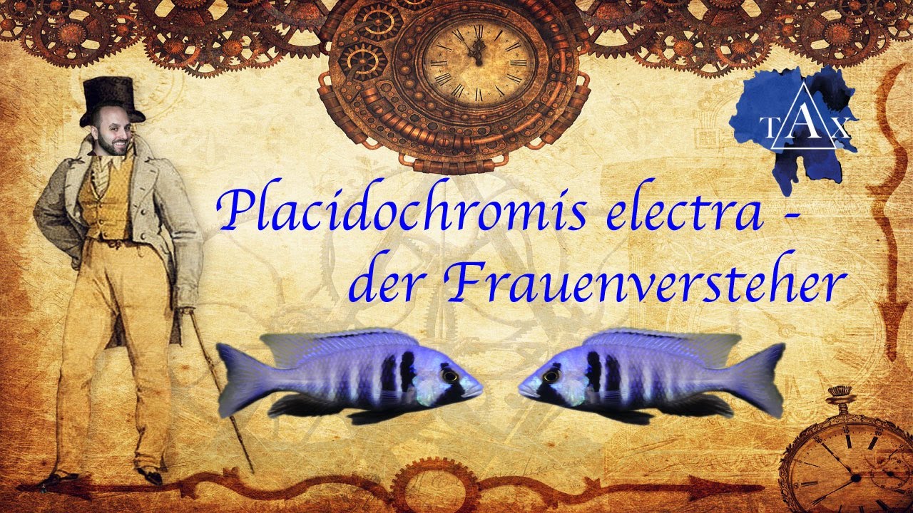 Placidochromis electra likoma I Electra Malawi Maulbrüter I TAX