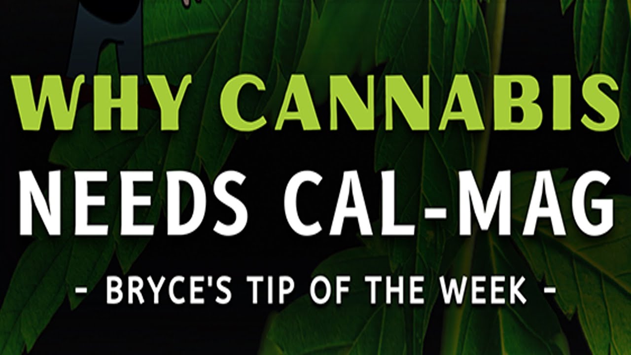 Why Does Cannabis Need Calcium and Magnesium (Calmag)?