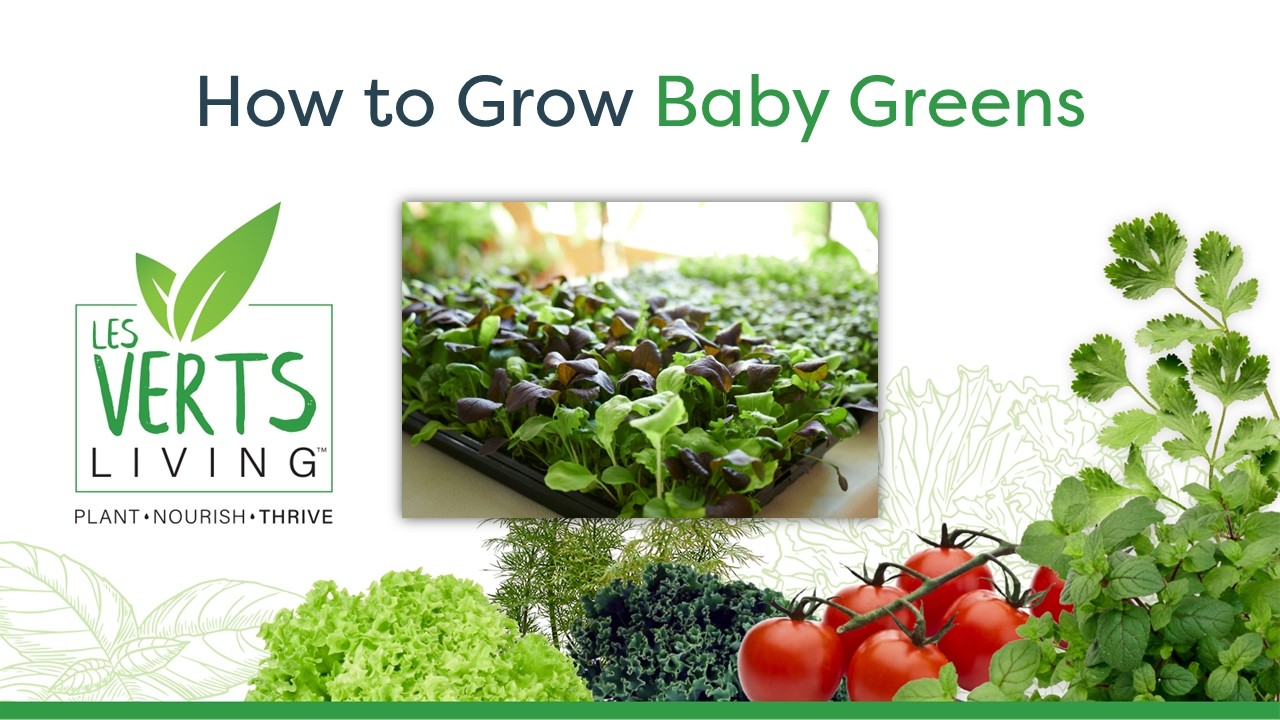 Quick Guide: How to Grow Baby Greens in Your Les Verts Terrace Indoor Garden