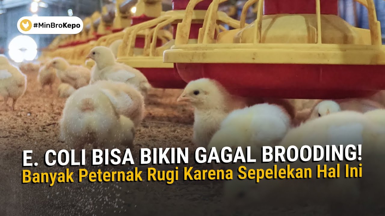Bahaya E.Coli! Tips Menangani Ganasnya Penyakit E. Coli Pada Ayam Broiler