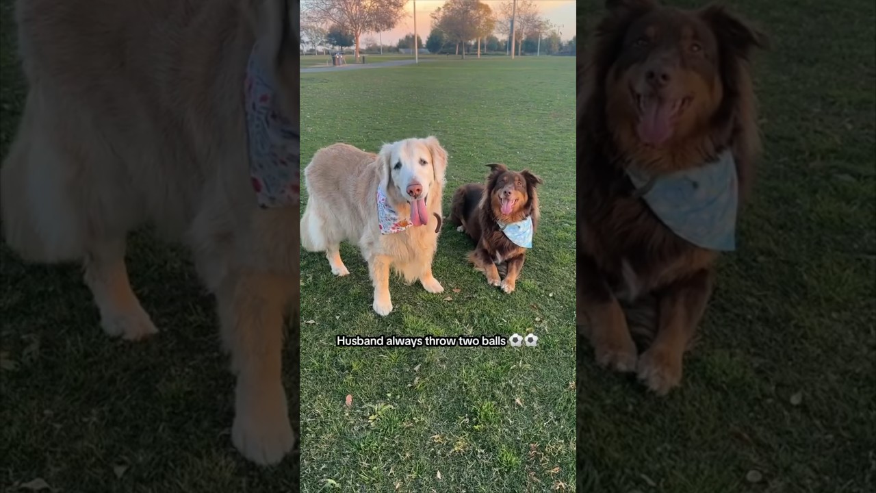 The most wholesome game of fetch with his dogs ❤️