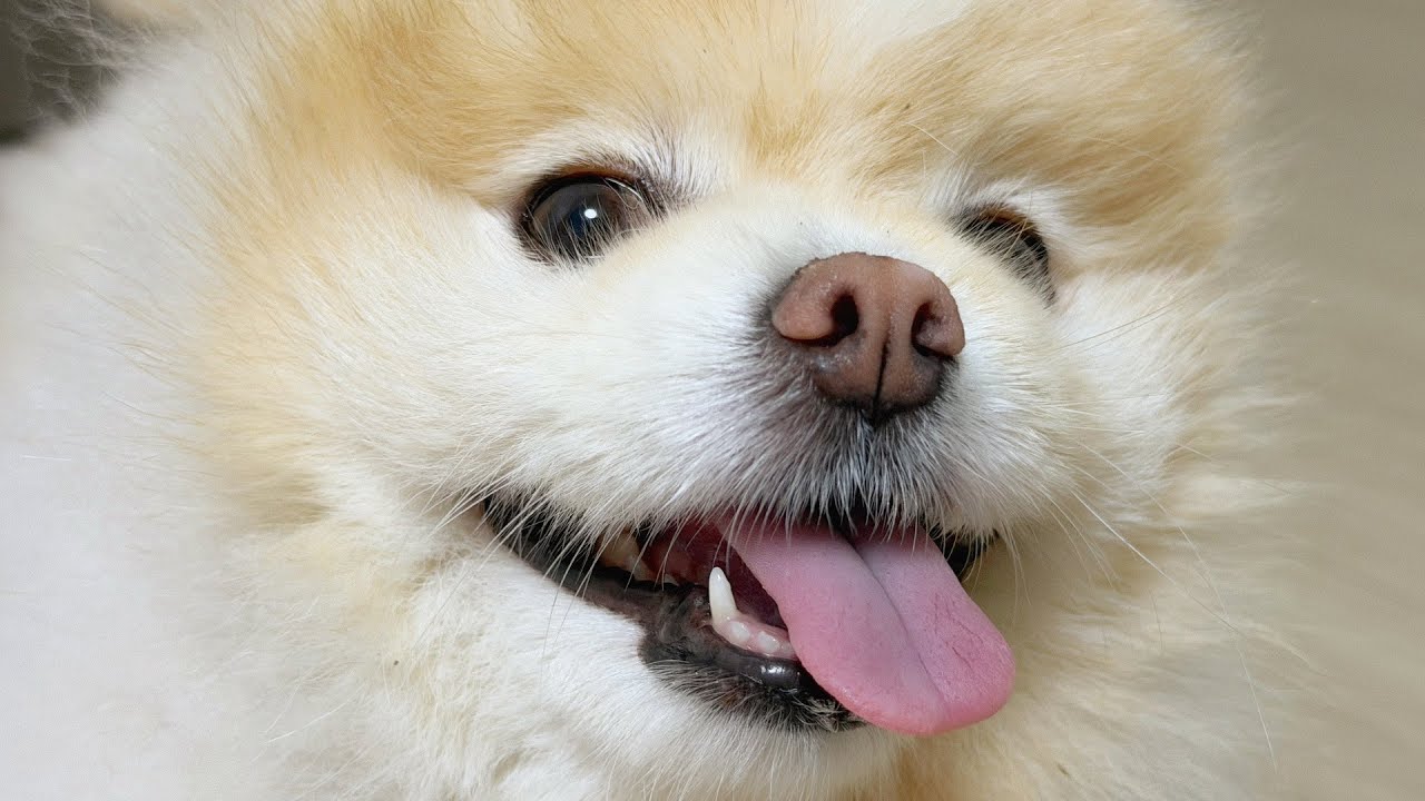 사실 강아지 과시중