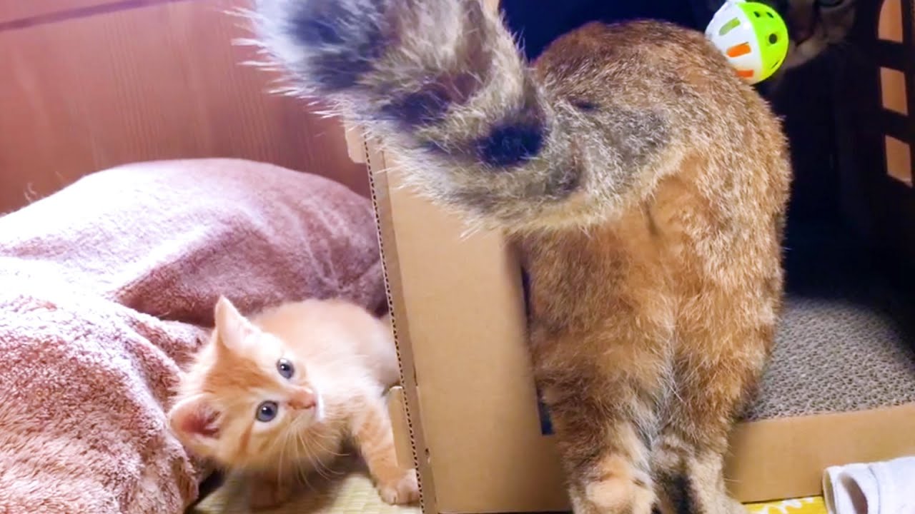 柴犬ママがいると子猫と妹猫は安心して遊べるようです♥　Kittens playing with peace of mind near Shiba Inu mom