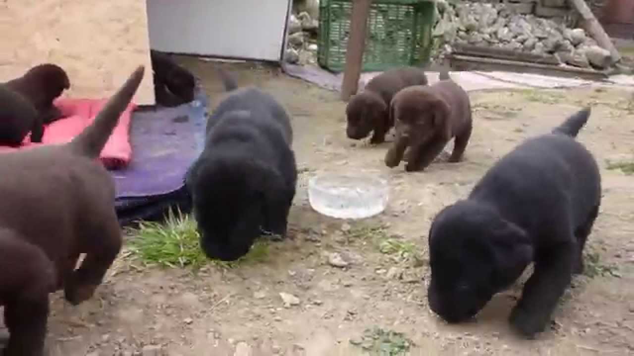 Šteniatka Labradora 2015