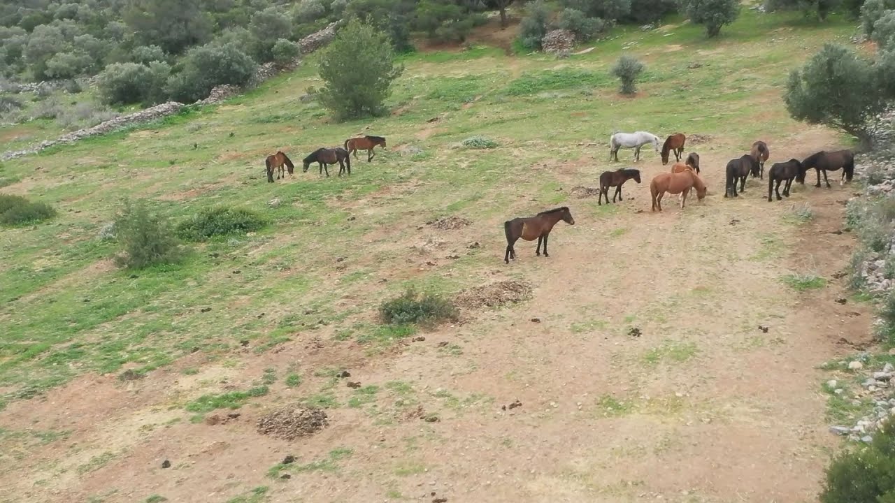 Η περιπέτεια των αλόγων της Αττικής