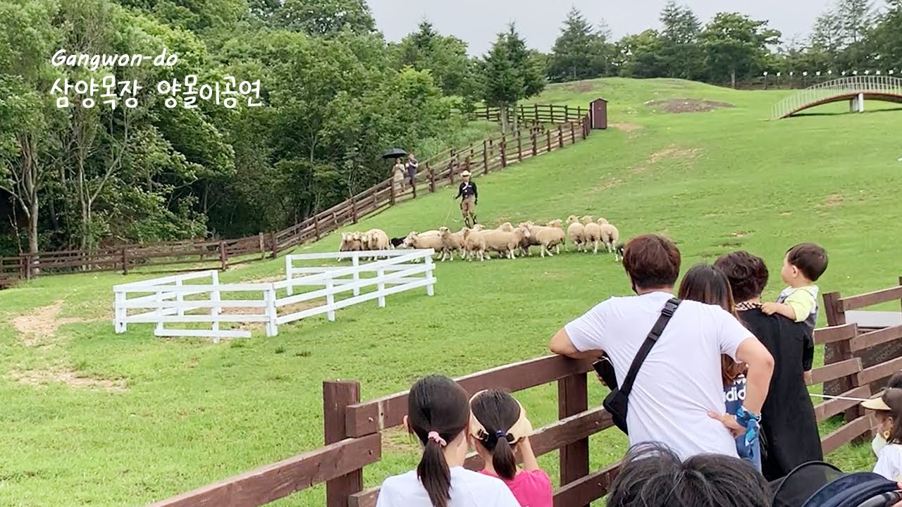 평창여행 추천 코스 / 삼양목장 양몰이공연 / 양몰이개 보더콜리 켈리 코니
