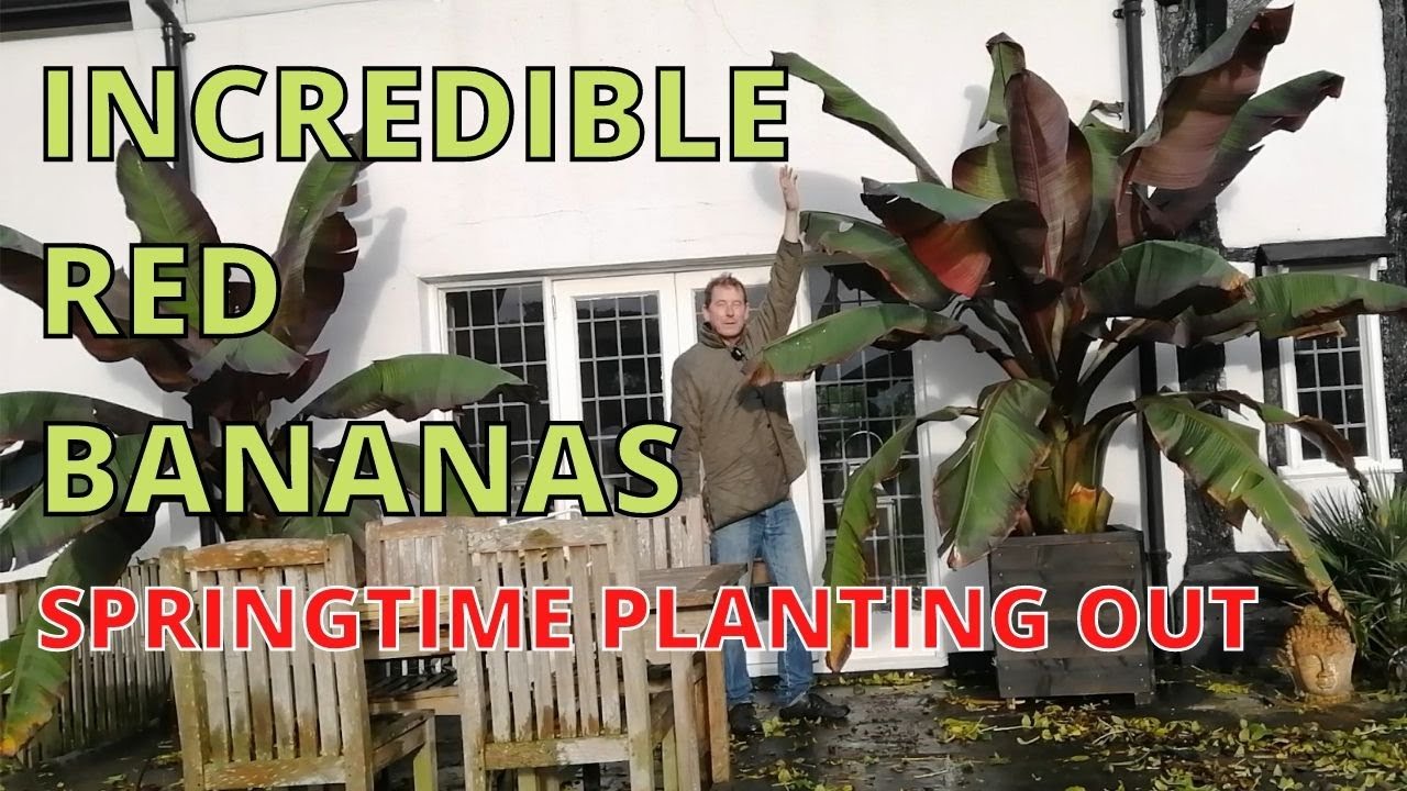 Невероятные красные бананы, Ensete Ventricosum Maurelii, абиссинский красный банан, весенняя поса...