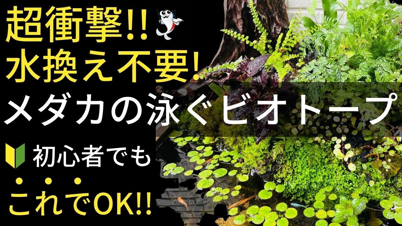 【仰天告白】このメダカビオトープが"水足しのみ"で綺麗な理由