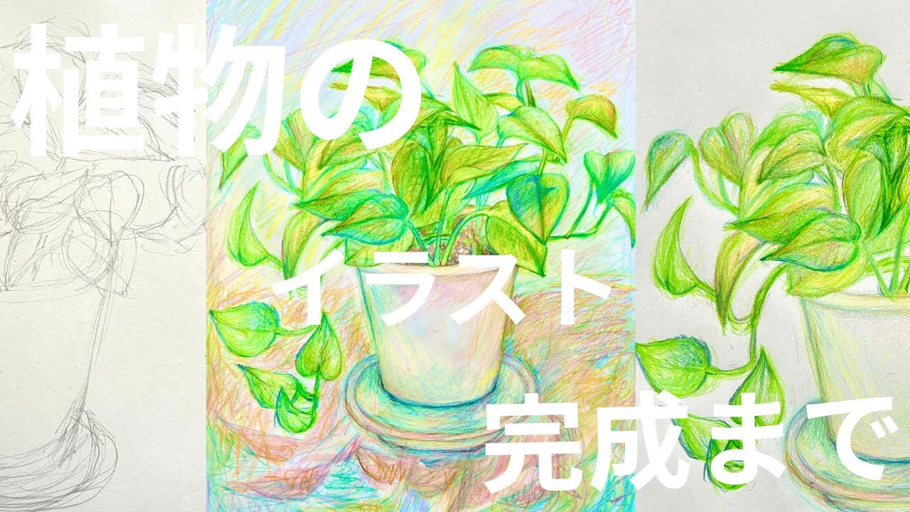 観葉植物のポトスを色鉛筆と水彩絵の具を使って描く1日 🌱˚✧₊