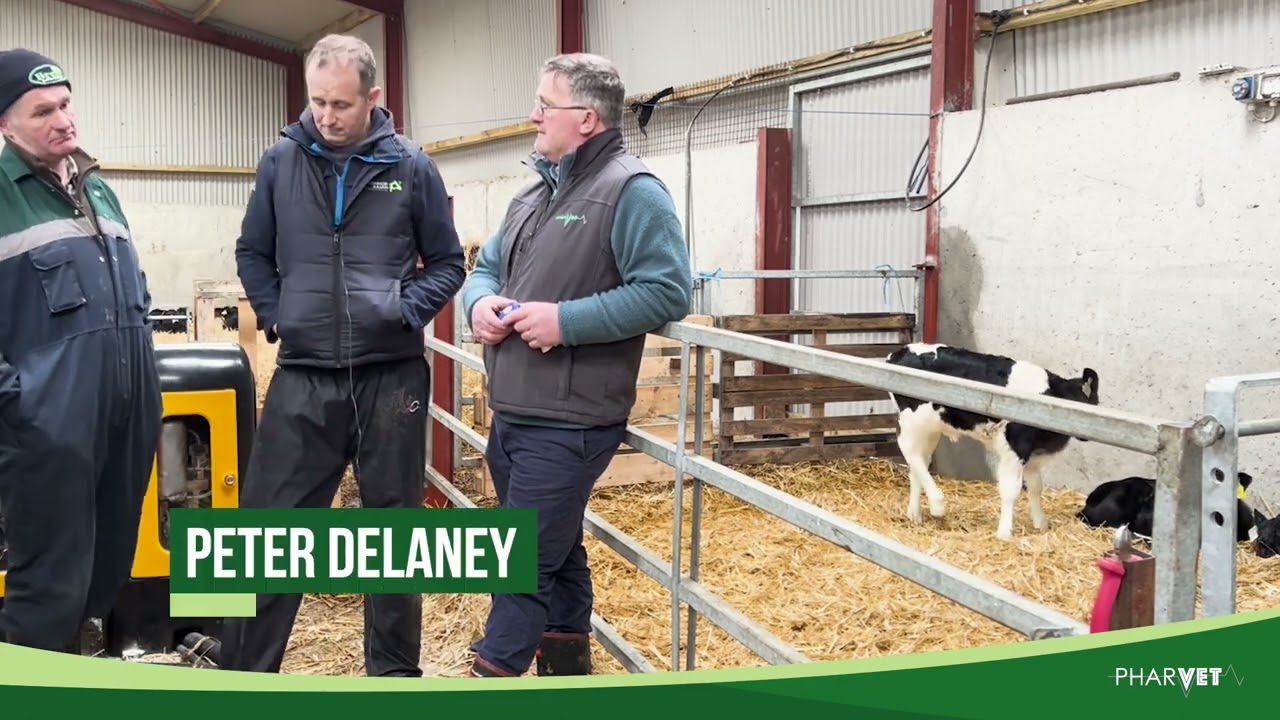 Calf Rearing 2024 - Calves On Automatic Feeders