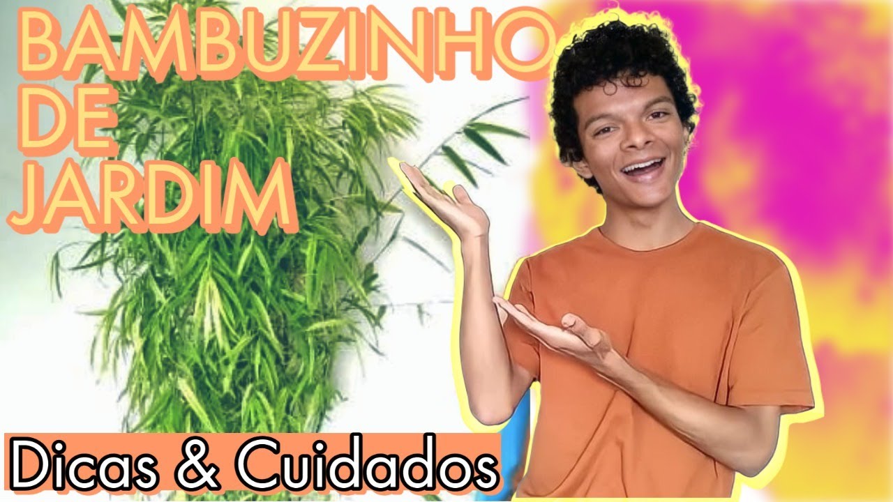 Bambuzinho-de-jardim (bambusa gracilis): Dicas de Plantio e como Cultivar!