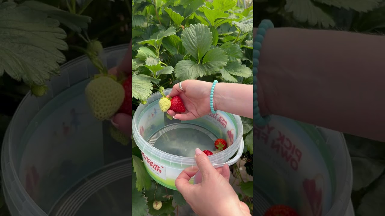 Pick Your Own video tour