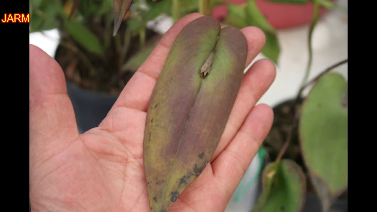 ¿Qué es intoxicación y por qué se intoxica una orquídea?