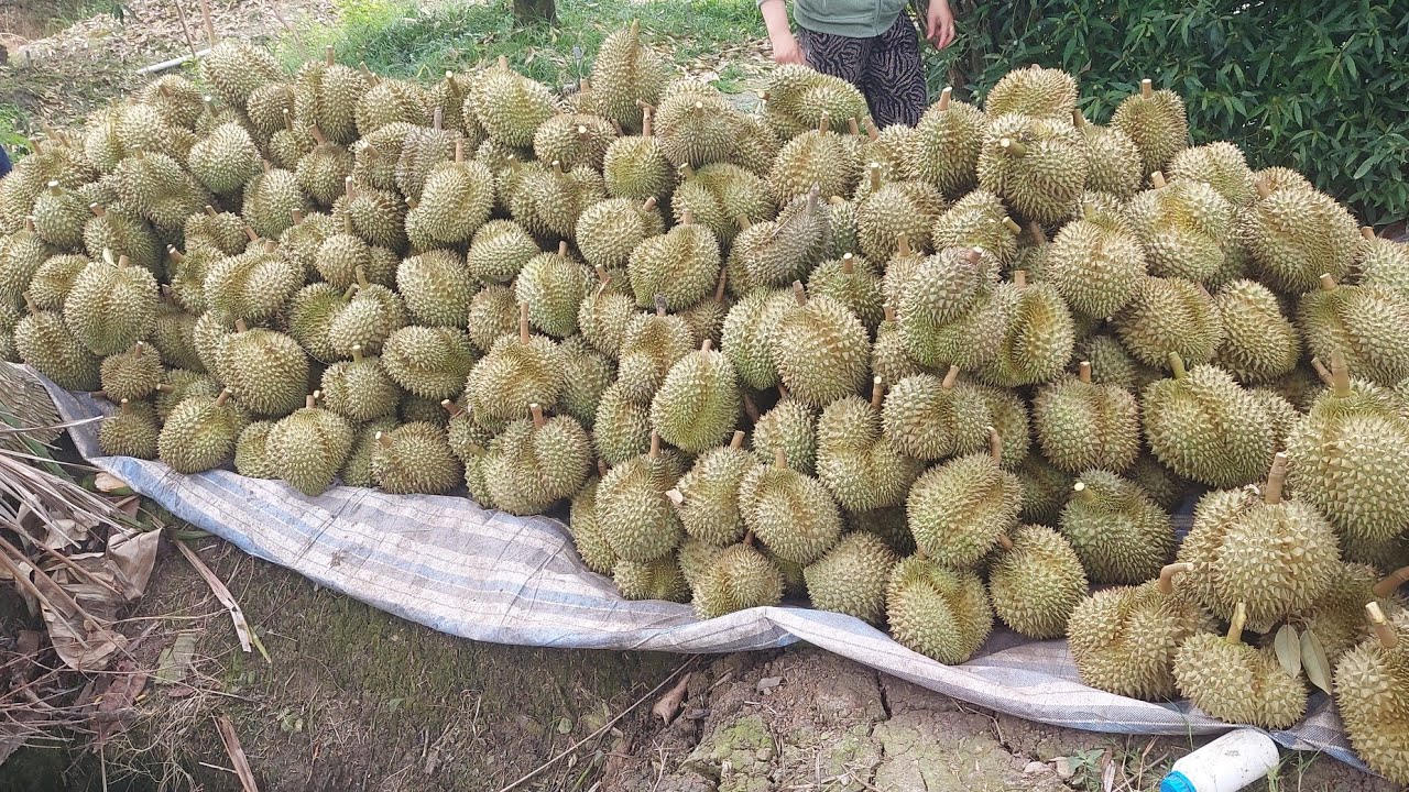 CẬN CẢNH THU HOẠCH SẦU RIÊNG Ở MIỀN TÂY. 