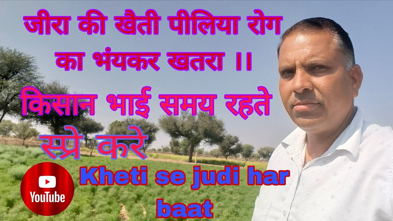 जीरा में पीलिया रोग का खतरा बढ़ा – समय पर पहचान और स्प्रे की जानकारी#krishi #jeera kheti#khetibadi 