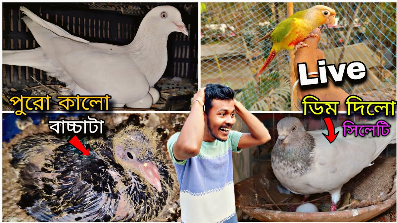 সিলেটি পায়রাটা চোখের সামনে ডিম দিল😱 মিঙ্কি পিঙ্কির বাচ্চাটা পুরো কালো😲#myworld #petsvlog