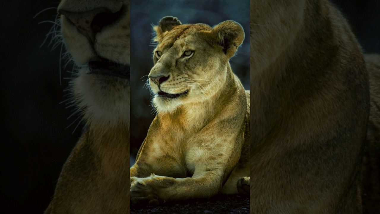 Snapseed Lightroom Change Photo Editing lion 🦁 Tricks 2024 | Snapseed Face Smooth Photo Edit