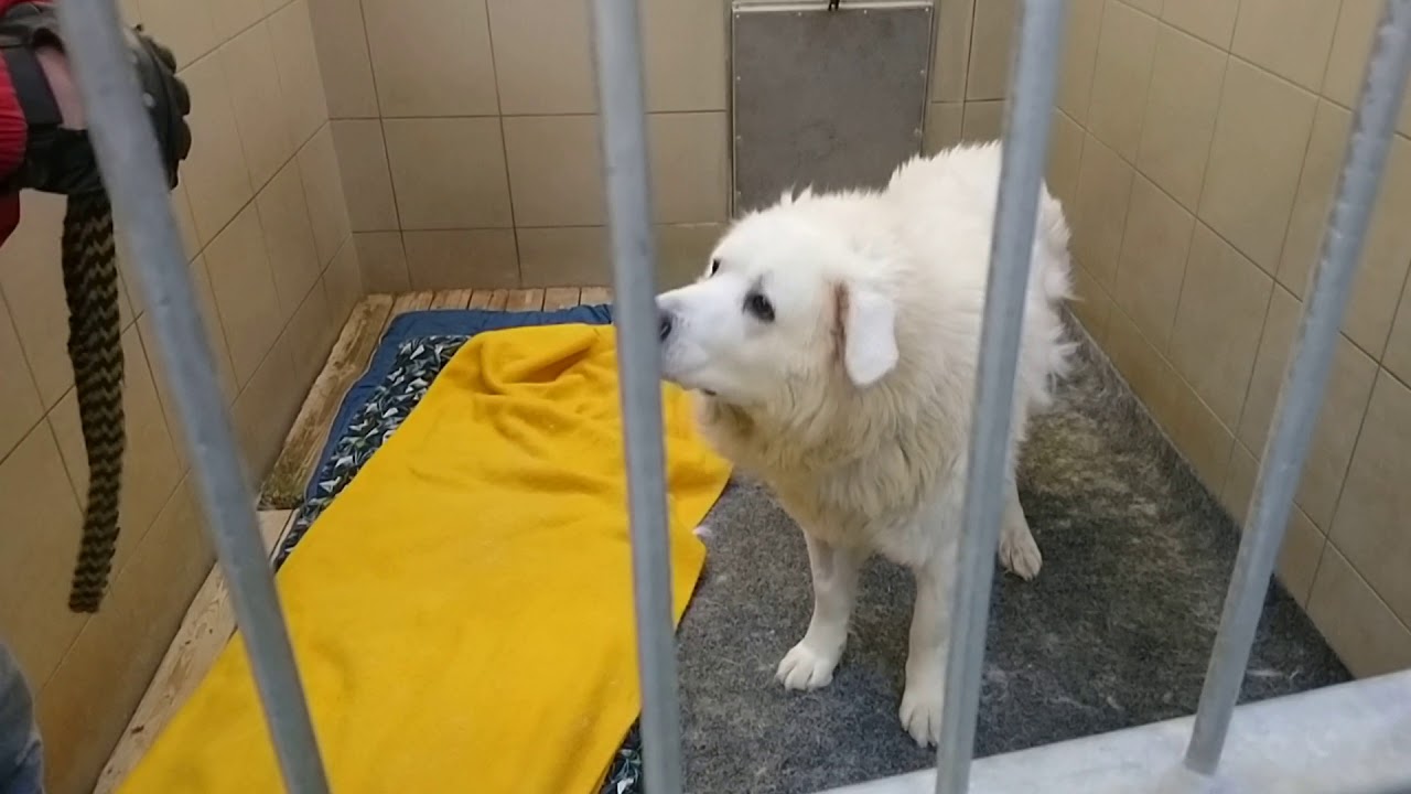 NAUČNÁ - MAX 1, nebezpečný slovenský čuvač ze zl  útulku