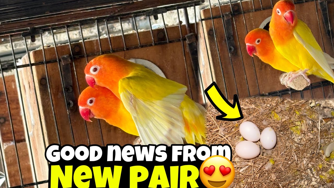 New lovebirds ka pair na itni galdi ande de diya❤️