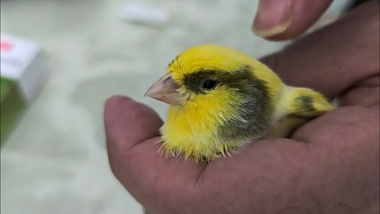Symptoms & Treatment of air sac mites infection in Canaries