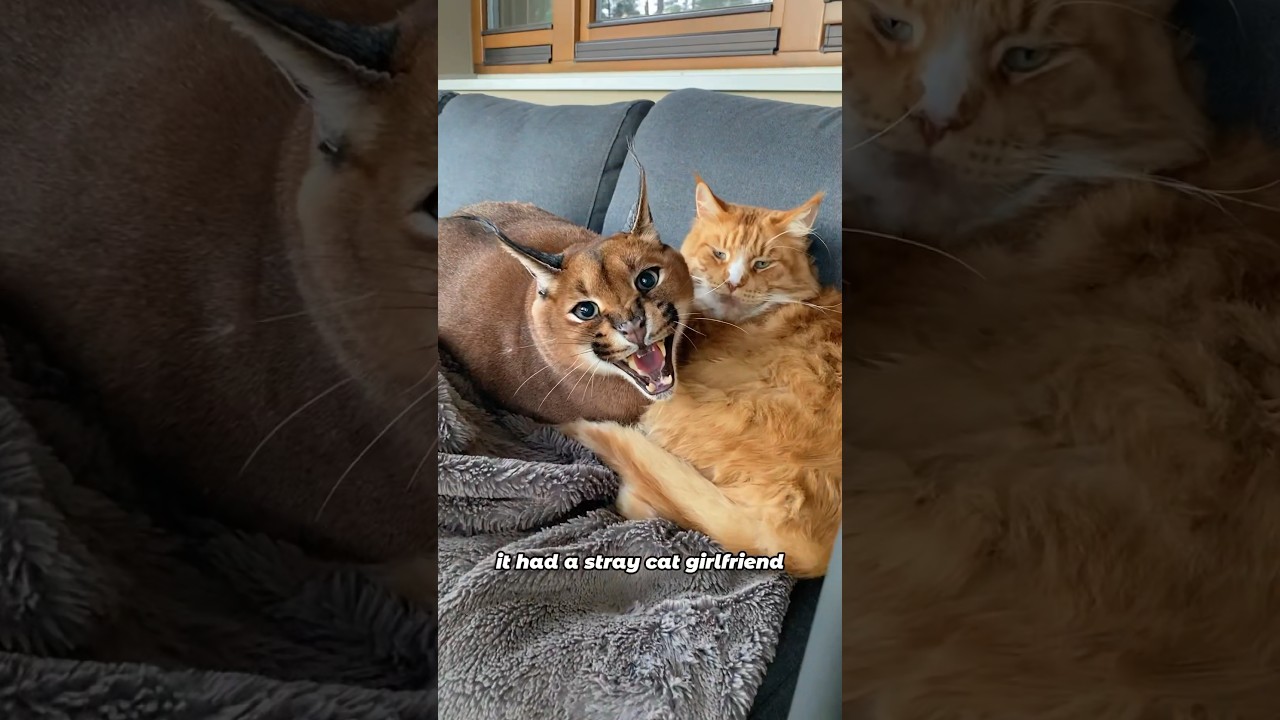 The caracal falling in love#animals #caracal #pets #love #shorts