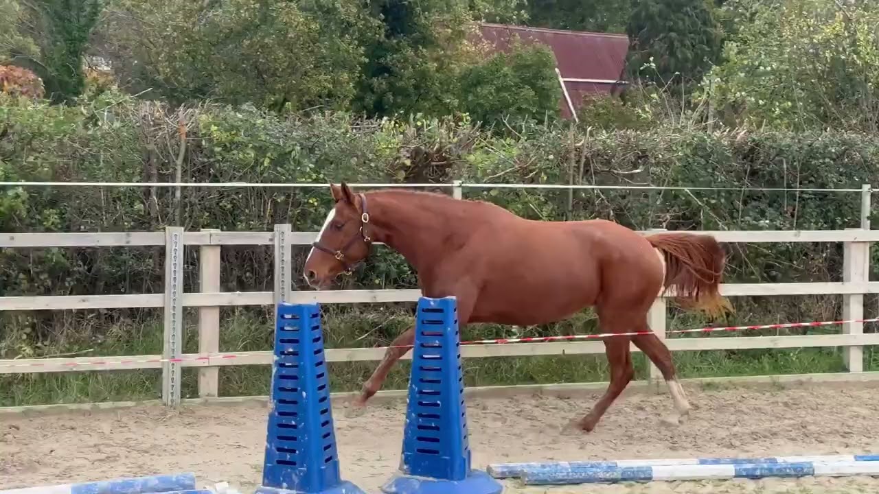 2022 ISH Filly by Denouce x Laughton’s Flight